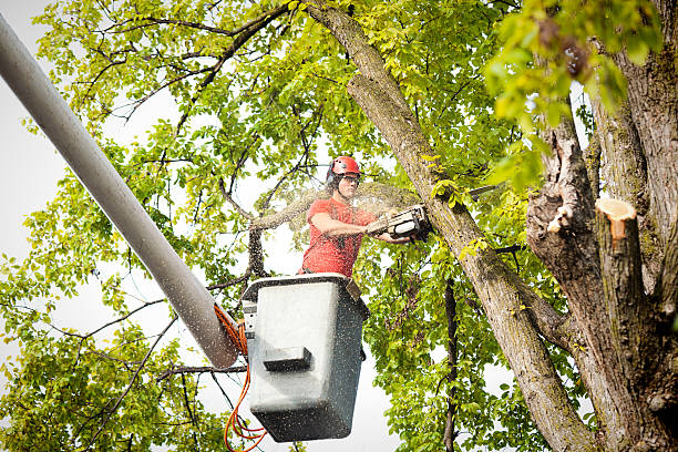 Best Tree Maintenance Programs  in Morris, OK